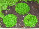 علف بواسیر,Spikemoss
